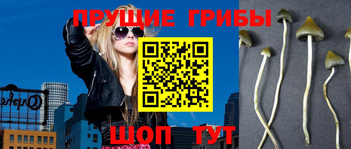 Псилоцибиновые грибы Psilocybine cubensis  Вход с VPN  Димитровград 