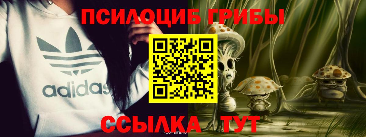Псилоцибиновые грибы Psilocybe Димитровград